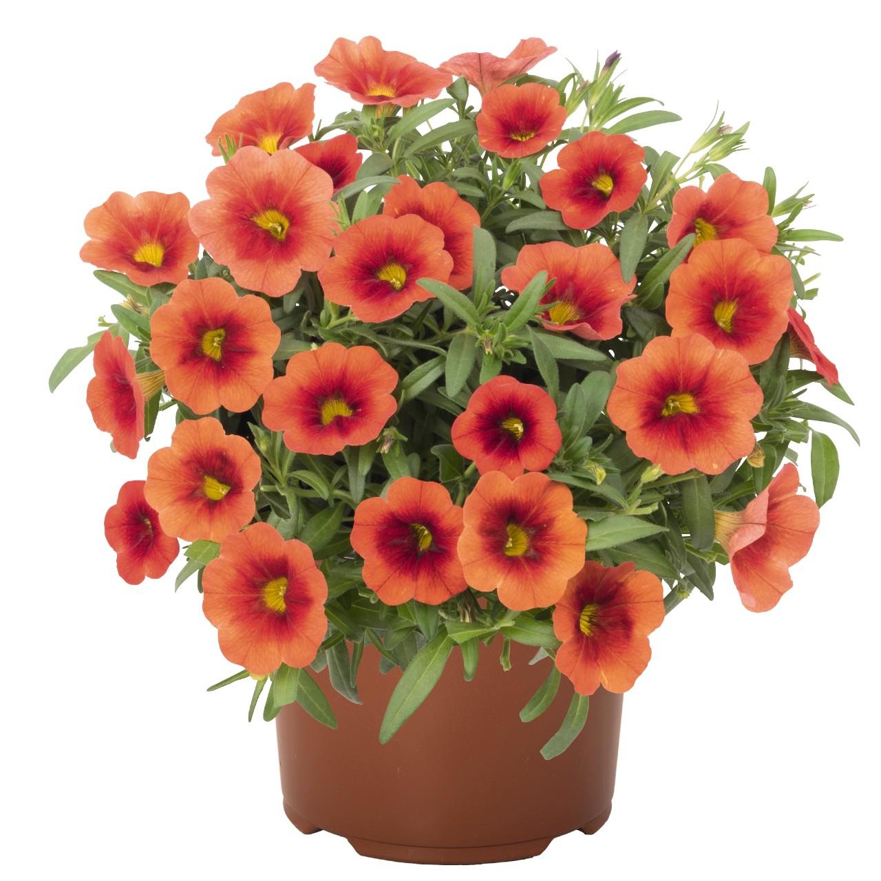 Calibrachoa, Aloha Kona Orange Zest