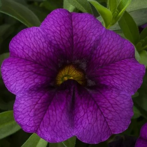 Calibrachoa, Callie Purple