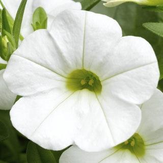 Calibrachoa, Callie White