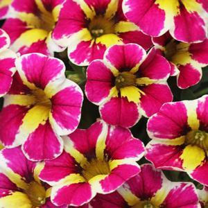 Calibrachoa, Candy Shop Fancy Berry