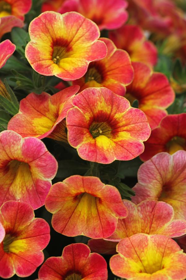 Calibrachoa, Chameleon Atomic Orange