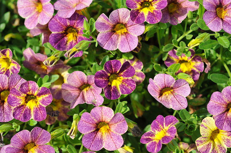 Calibrachoa, Chameleon Blackberry Pie