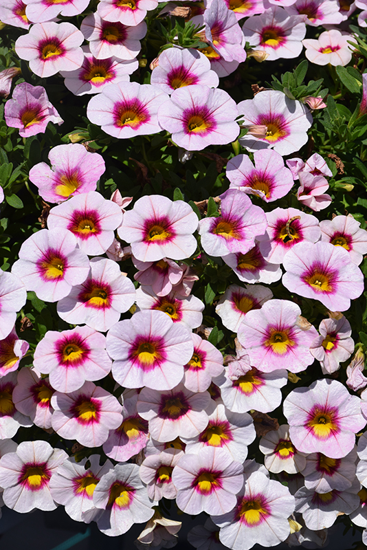 Calibrachoa, Eyeconic Cherry Blossom