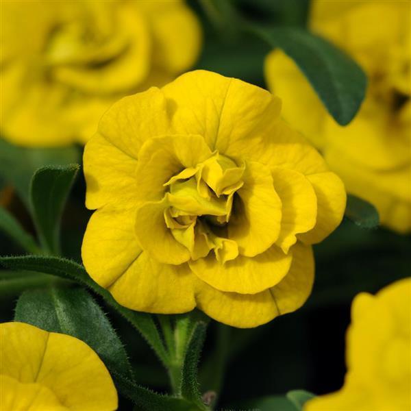 Calibrachoa, Mini Famous Neo Double Yellow