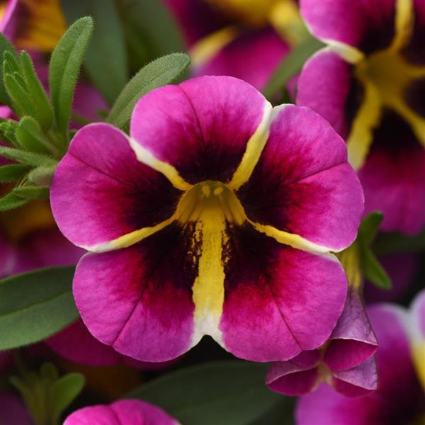 Calibrachoa, Mini Famous Neo Pink Hawaii