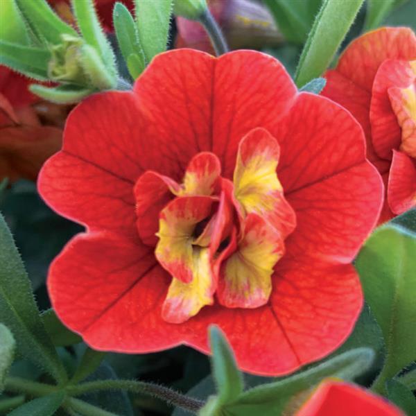 Calibrachoa, Mini Famous Uno Double Orange