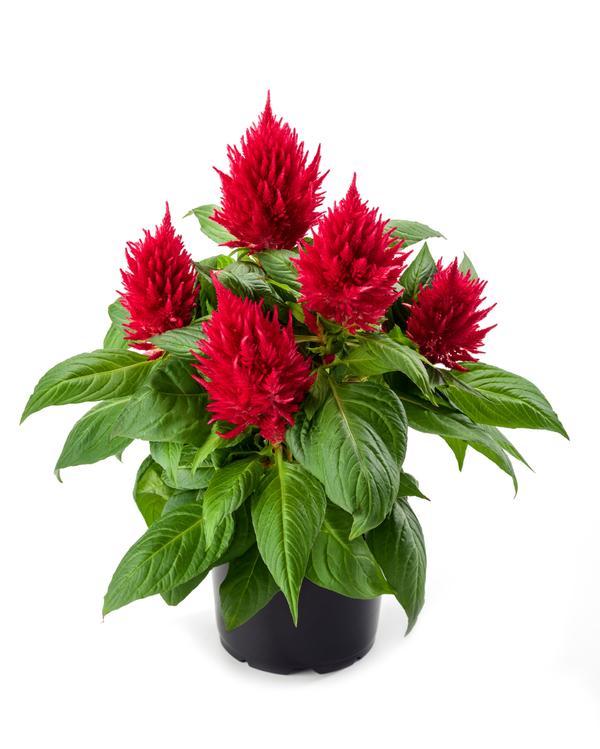 Celosia, Kelos Fire Red