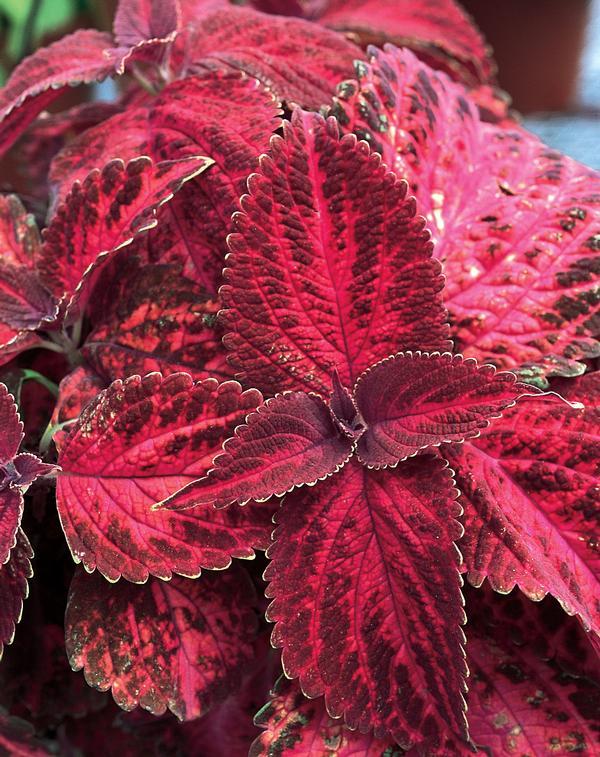 Coleus, Kingswood Torch