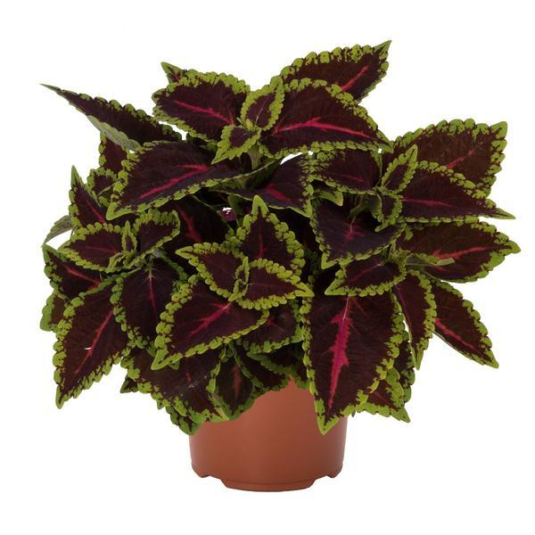 Coleus, Main Street Alligator Alley