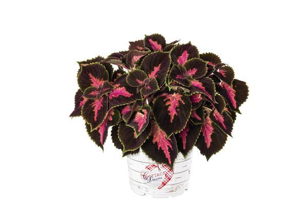 Coleus, Main Street Fifth Ave