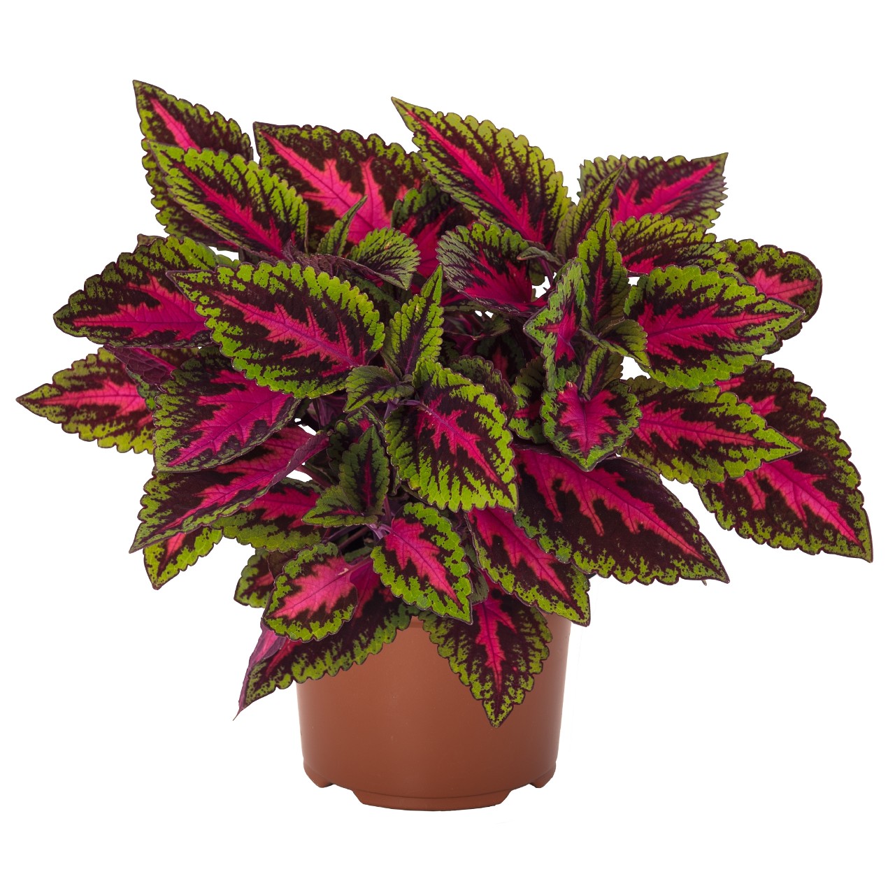 Coleus, Main Street Ruby Road