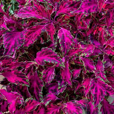 Coleus, Partytime Pink Fizz