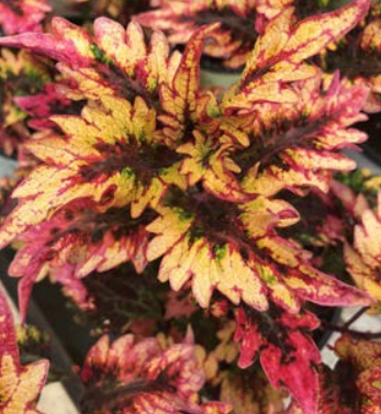 Coleus, Under the Sea Barracuda