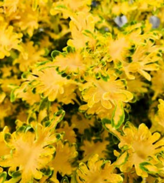 Coleus, Under the Sea Gold Guppy