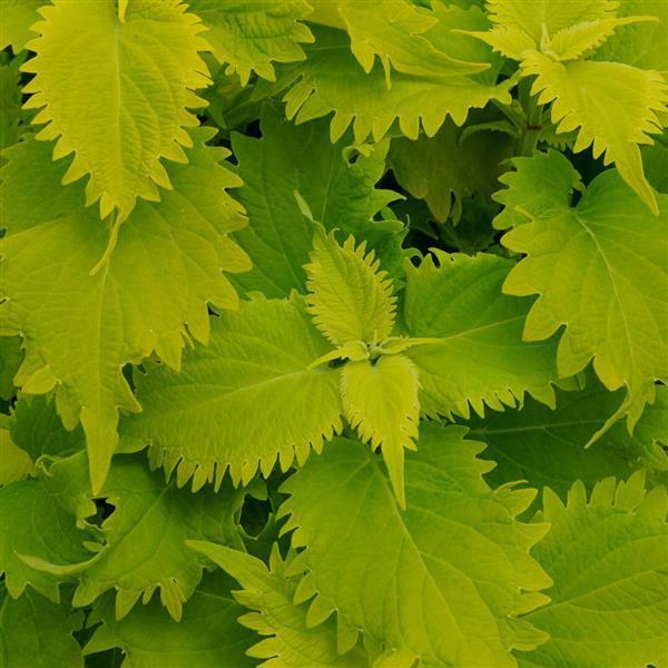 Coleus, Wasabi 