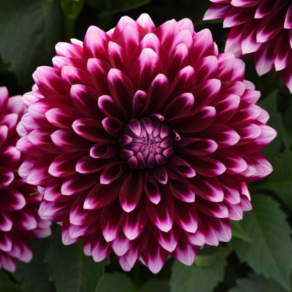 Dahlia, Dalaya Purple & White