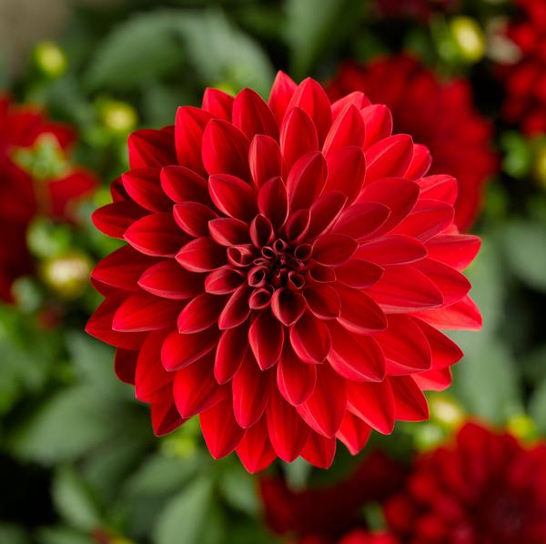 Dahlia, Grandalia Dark Red