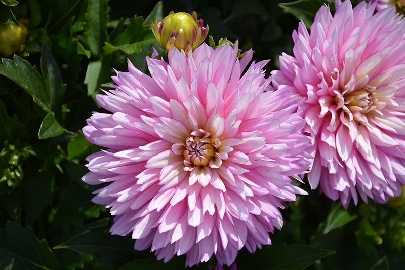 Dahlia, XXL Veracruz