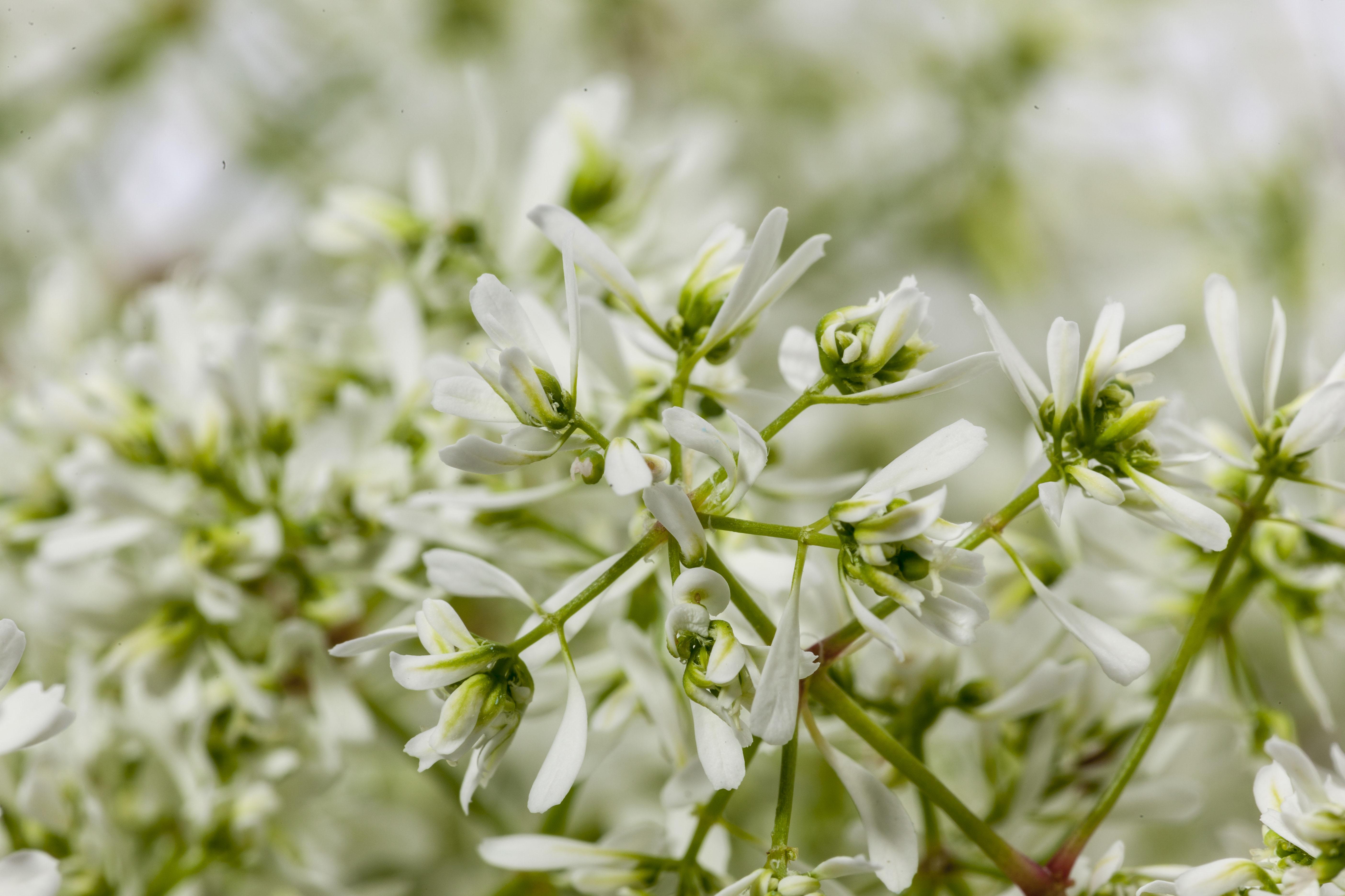 Euphorbia, Crystal White 