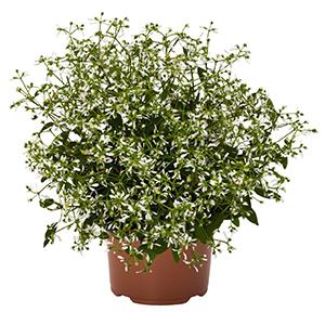 Euphorbia, Star Dust White Sparkle