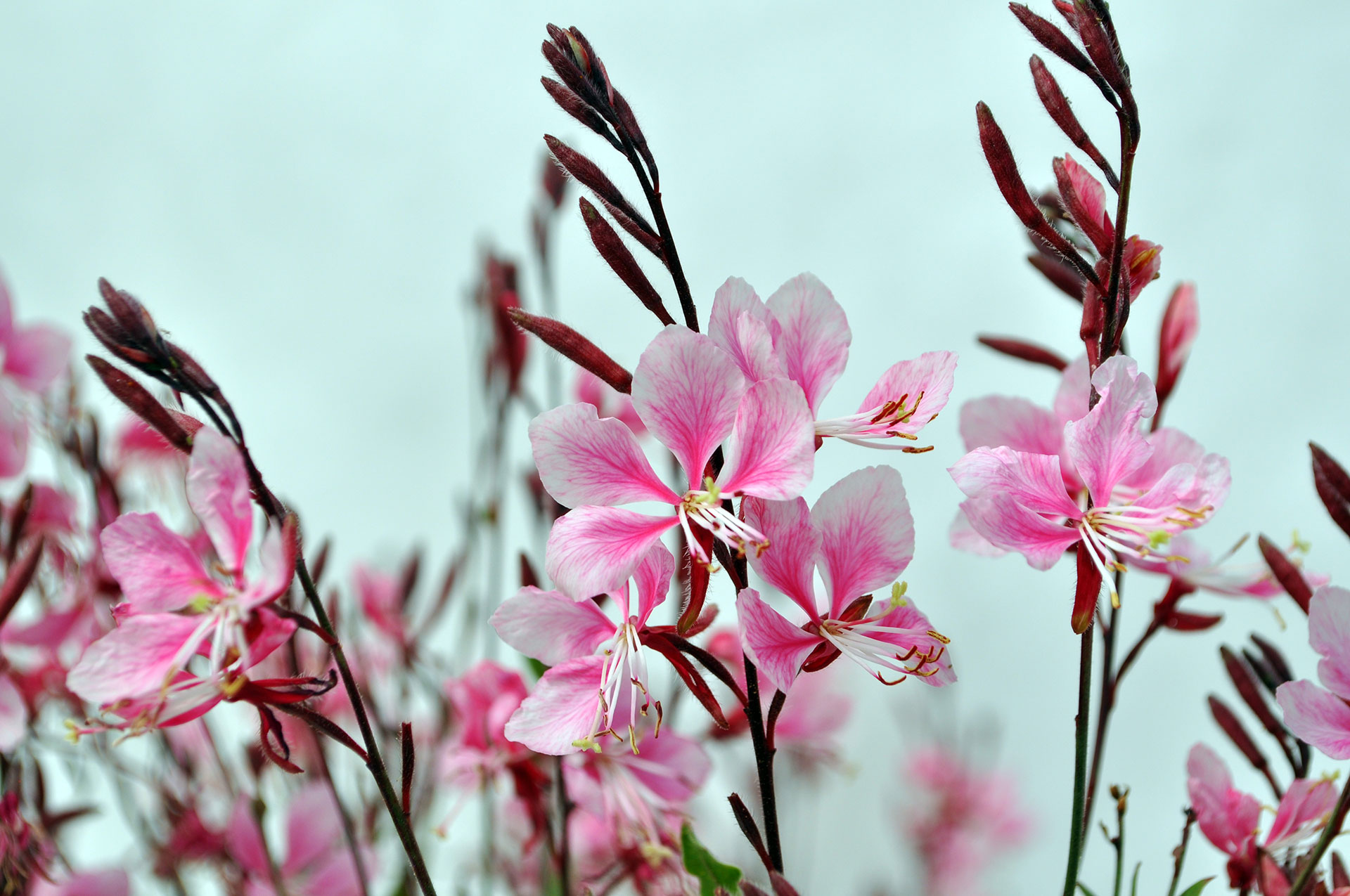 Gaura, Bantam Pink