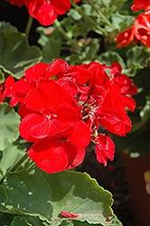 Geranium, Americana Dark Red