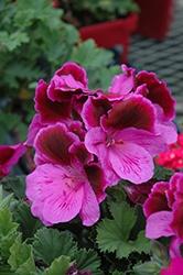 Geranium, Martha's Elegance Lilac Majesty