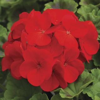 Geranium, Seed Red