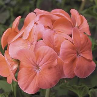 Geranium, Seed Salmon