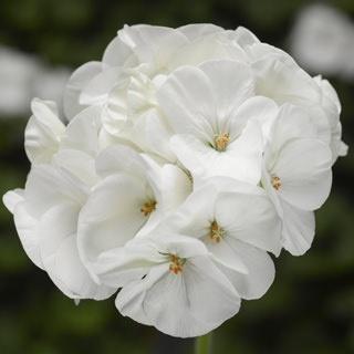 Geranium, Seed White