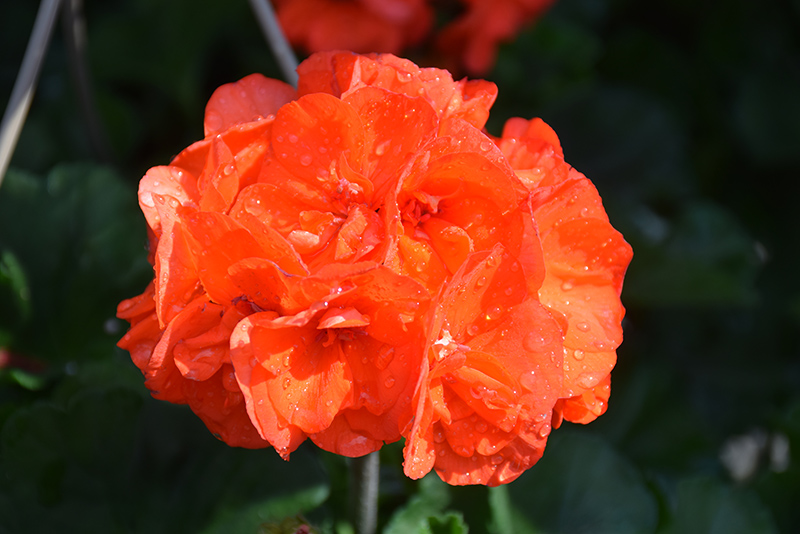 Geranium, Savannah Oso Orange