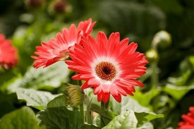 Gerber Daisy, Flori Line Midi Dark Eye Red