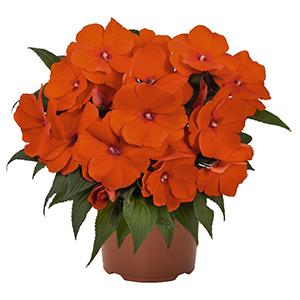 Impatiens, New Guinea Magnum Orange