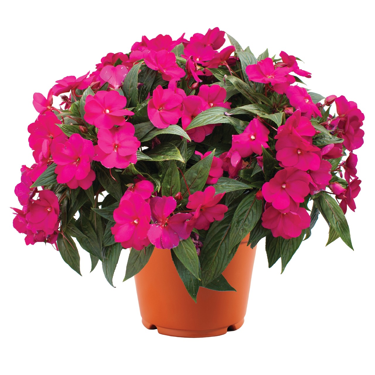 Impatiens, New Guinea Magnum Purple