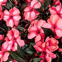 Impatiens, New Guinea Magnum Rose Star