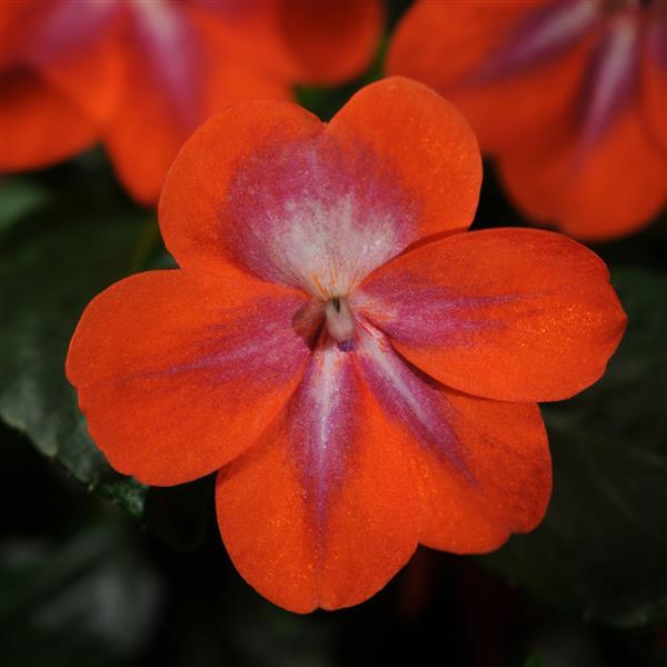 Impatiens, Patchwork Cosmic Orange