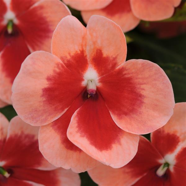 Impatiens, Patchwork Peach Prism