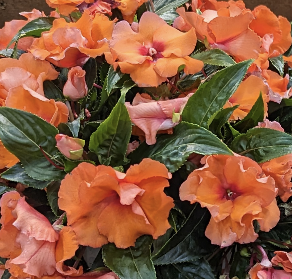 Impatiens, Roller Coaster Dark Coral