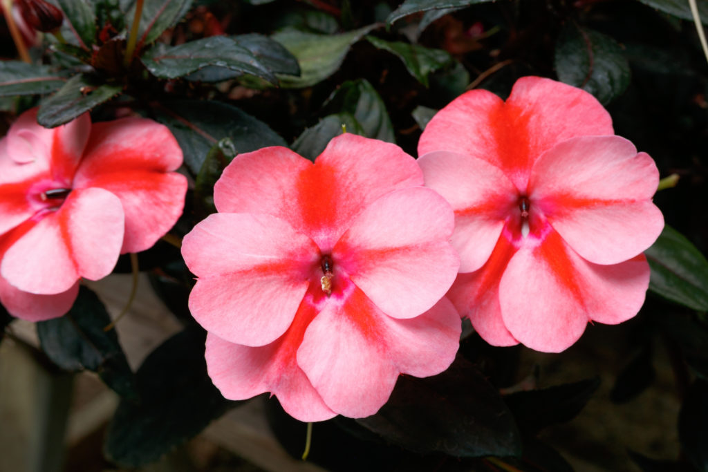 Impatiens, Sunpatiens Vigorous Peach Candy