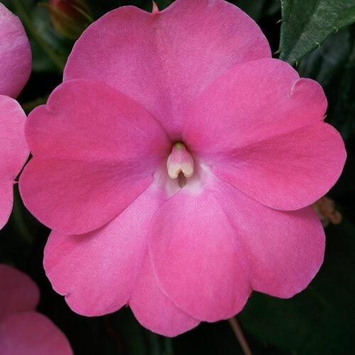 Impatiens, Sunpatiens Compact Hot Pink