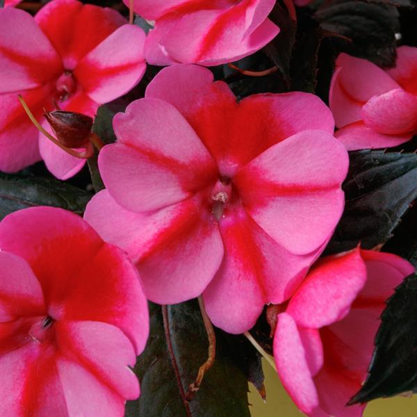 Impatiens, Sunpatiens Compact Red Candy