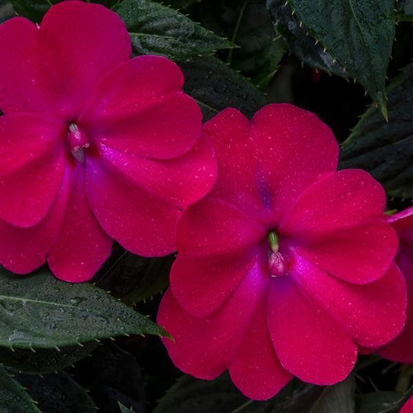 Impatiens, Sunpatiens Compact Rose Glow