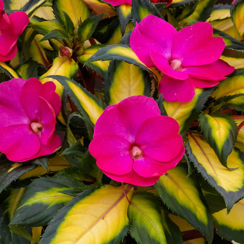 Impatiens, Sunpatiens Compact Tropical Rose