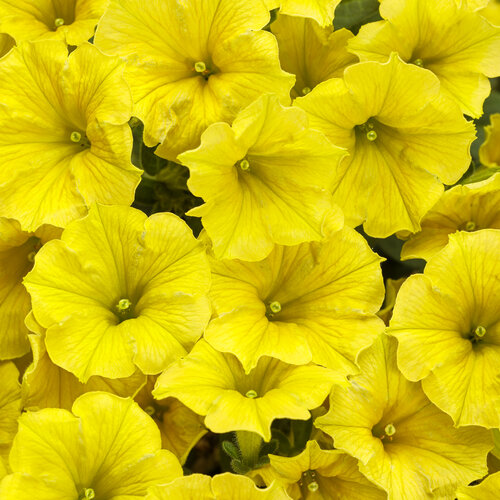 Petunia, Mini Vista Yellow