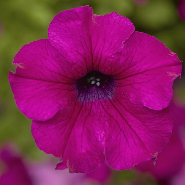 Petunia, Sanguna Mega Purple 