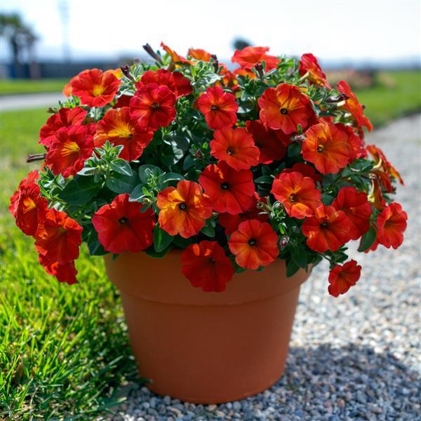 Petunia, Petchoa Supercal Red Maple