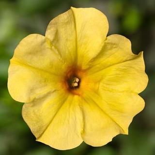 Petunia, Sanguna Banana Candy