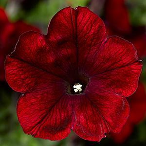 Petunia, Sanguna Merlot