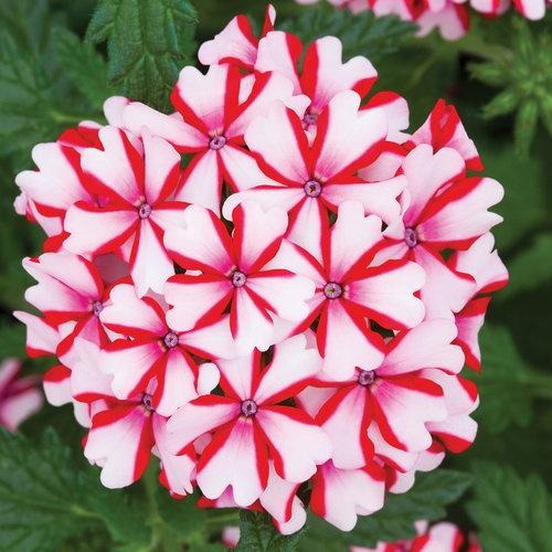 Verbena, Lanai Candy Cane