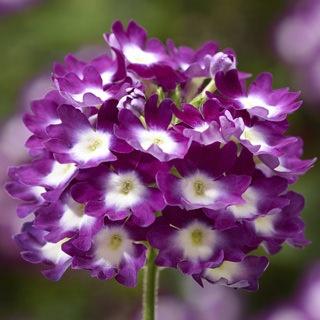 Verbena, Lanai Cyclopse Purple